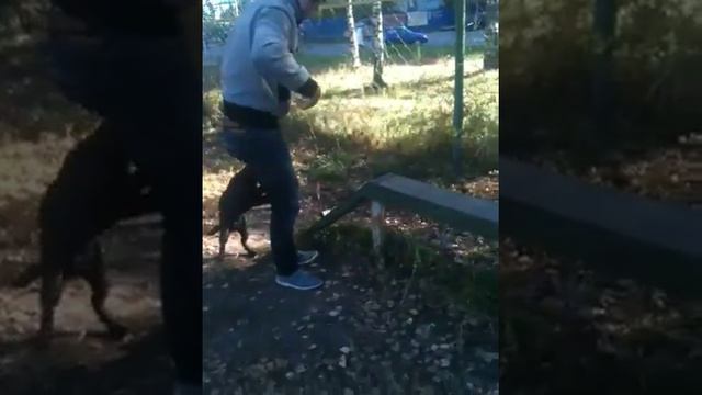 Дрессировка собак смотреть онлайн