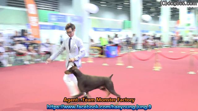 2016.06.18 KKF DOG SHOW - Doberman pinscher смотреть онлайн