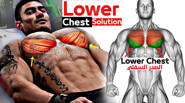 лучшее упражнение для тренировки нижней части груди ? WORKOUT ?
