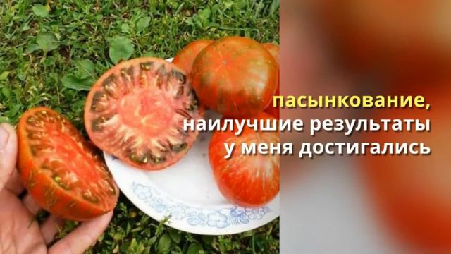 Сорта томатов Красота на гряде! смотреть онлайн