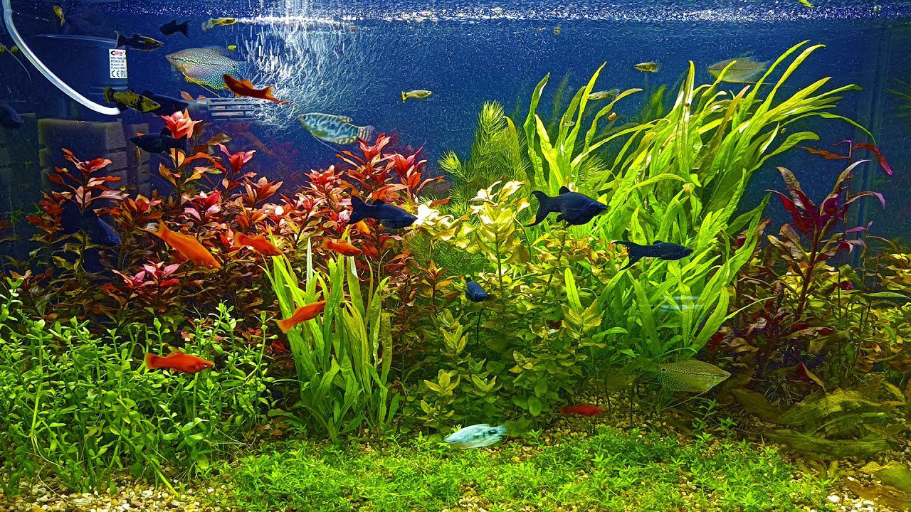 Рыборазводня процветает! Выставка аквариумных рыбок 2023 смотреть онлайн