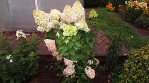 ✿➽ Гортензия метельчатая Silver Dollar в нашем саду 2016 г