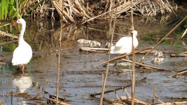 Coscoroba Swan- Coscoroba coscoroba - Coscoroba смотреть онлайн