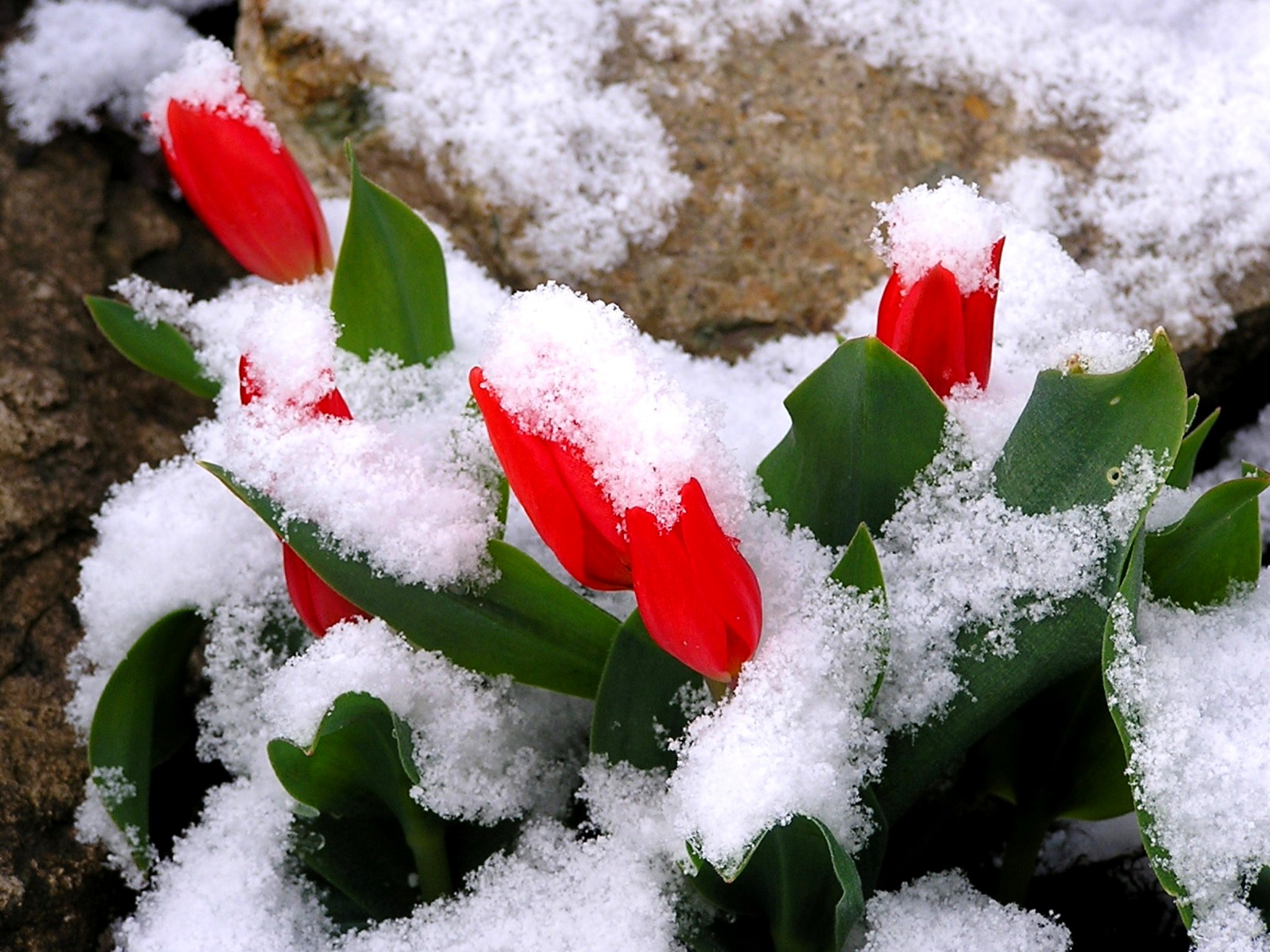 С ПРАЗДНИКОМ ВАС, ЖЕНЩИНЫ!