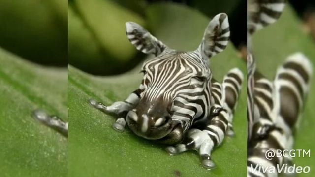 Morphed animals so so funny video смотреть онлайн