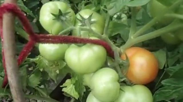 МОРОЗОСТОЙКИЙ УЛЬТРАСКОРОСПЕЛЫЙ СОРТ ТОМАТА САНЬКА. ВИДЕООБЗОР. Ольга Чернова 10 июля. смотреть онлайн