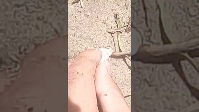 Вскрытие яйца змеи 18+