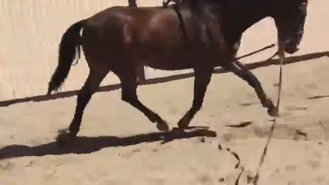 Ёж на корде! Лето последний день на конюшне(( смотреть онлайн