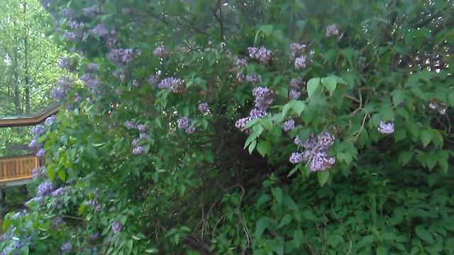 Ожерелье подольских усадеб. Усадьба Захарьино. Библиопутеводитель смотреть онлайн