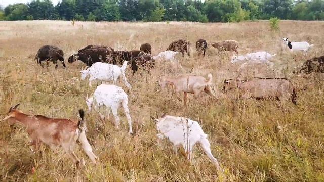 Овец на минимум, коз на максимум|Овцеводство и Козоводство