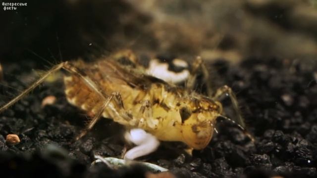 Факты про СТРЕКОЗУ, которые вас удивят. Как стрекоза ест мух и шершней смотреть онлайн