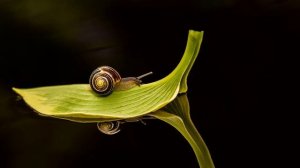 Факты про улитки ( для детей)