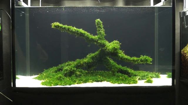 Обзор аквариумов Lomariopsis lineata. смотреть онлайн