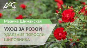Уход за розой: удаление поросли шиповника