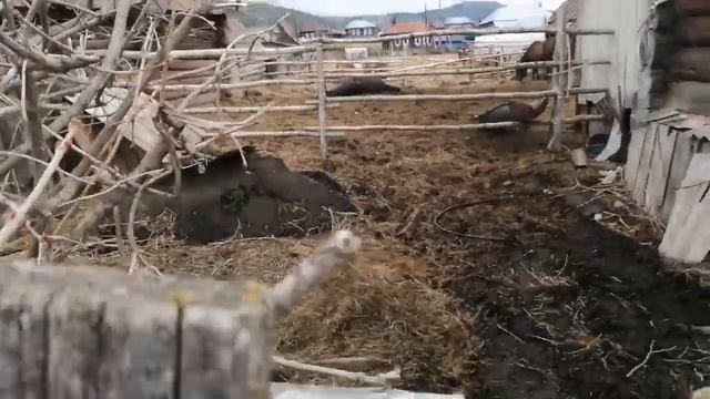 Внезапные роды лошадки Юли или как Женя стала акушеркой))))) смотреть онлайн