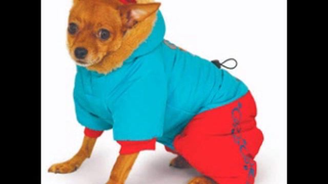 выкройки одежды собак бесплатно смотреть онлайн