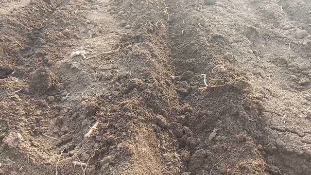 ПОСАДКА ЛУКА В ОТКРЫТЫЙ ГРУНТ. И ЛУЧШЕЕ ПРЕСПОСАБЛЕНИЕ ДЛЯ ПОСАДКИ ЛУКА. ОГОРОД НА КУБАНИ. смотреть онлайн