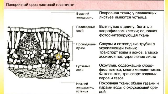4 Лист смотреть онлайн