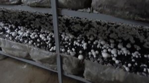 Выращивание шампиньонов. Первая волна. Сколько грибов мы собрали?