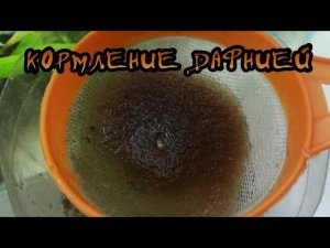 КОРМЛЮ РЫБОК ДАФНИЕЙ