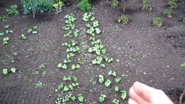 Теперь у нас растёт четыре СОРТА ФАСОЛИ смотреть онлайн