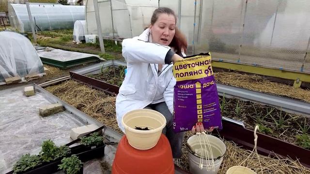 Цветочный марафон ? высадка рассады петуний смотреть онлайн