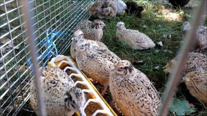 Перепела не несутся? Есть идеи? Породы перепелов?