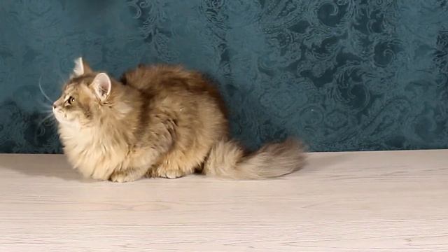 Veorika // Siberian kitten, cattery Znatniy Zver смотреть онлайн