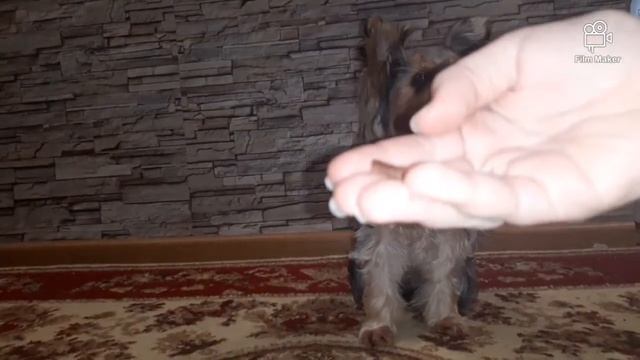 дрессировка йорка / 5 лёгких команд смотреть онлайн