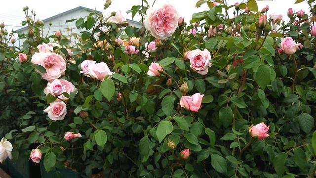 Rosa David Austin® The Wedgwood❤️Rose®//Classic, Old-fashioned Style, FRAGRANT English Rose смотреть онлайн