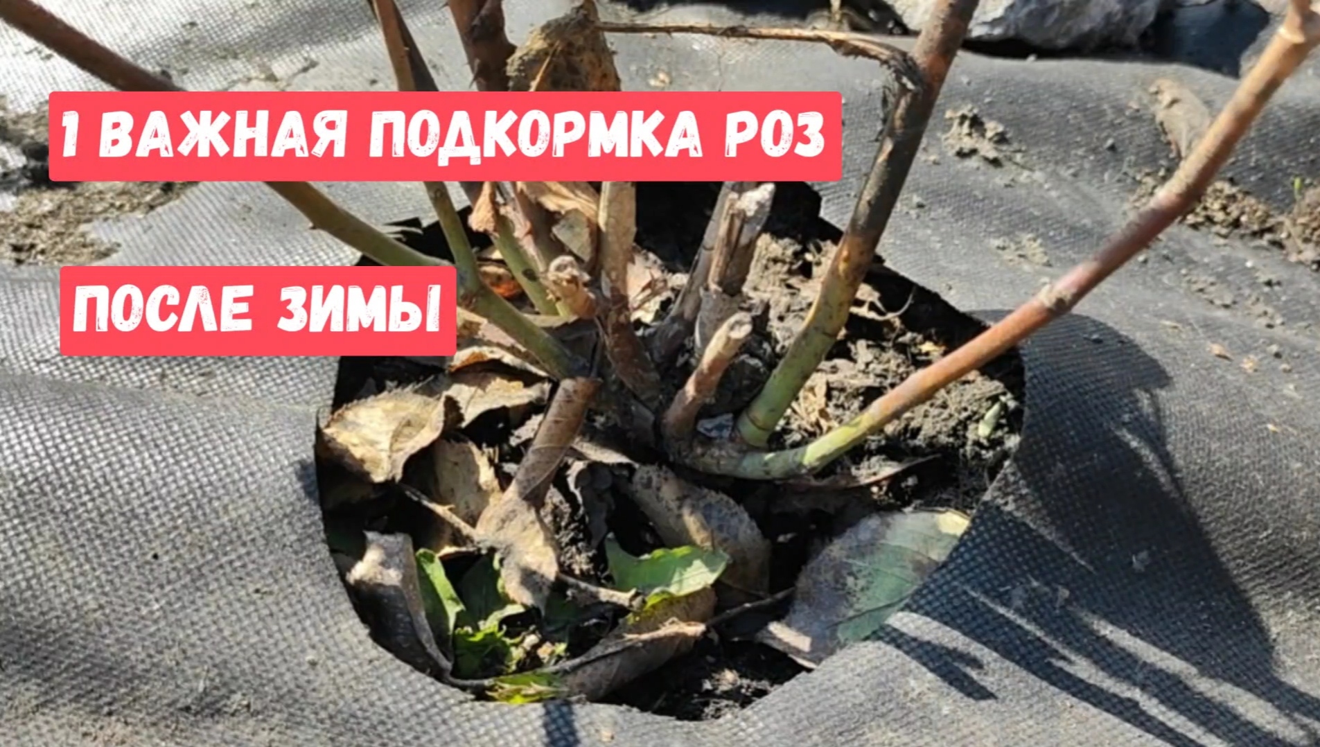 СРОЧНО ВНЕСИТЕ Это под РОЗЫ, 1 важная подкормка после зимы, розы оживут и окрепнут, 100% результат смотреть онлайн