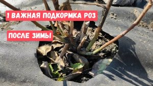 СРОЧНО ВНЕСИТЕ Это под РОЗЫ, 1 важная подкормка после зимы, розы оживут и окрепнут, 100% результат