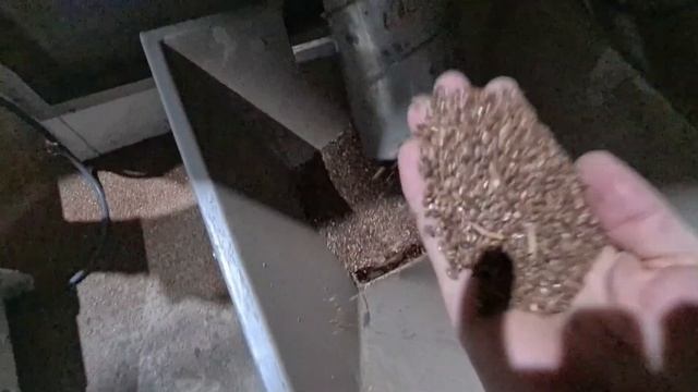 Продажа семян льна масляничного. 21.12.2021 смотреть онлайн