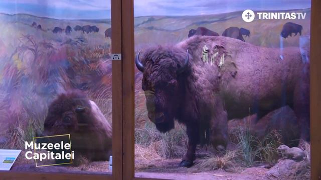 Muzeele Capitalei. Muzeul Național de Istorie Naturală „Grigore Antipa” (02 10 2021) смотреть онлайн