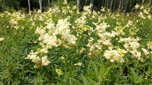 Пьянящий аромат мёда и ванили.....время заготавливать таволгу смотреть онлайн