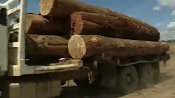 Forest Life  Жизнь Леса