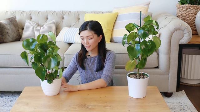 绿植新手入门系列 06 | 荷叶椒草 Peperomia Raindrop Polybotrya | 新手友好 颜值高 心型叶子 易养护 | 日常养护 扦插繁殖 смотреть онлайн