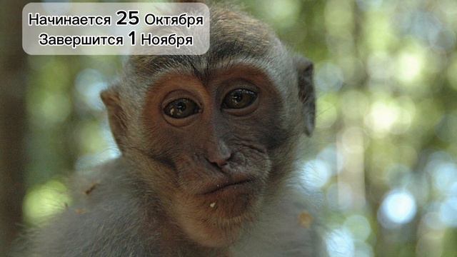 Чупапи Talk: Концерт Азиса?Когда Чупапи 17?Глобальное Обновление 4 Сезона смотреть онлайн