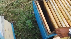 Пчеломатки расплод. Кисловодск