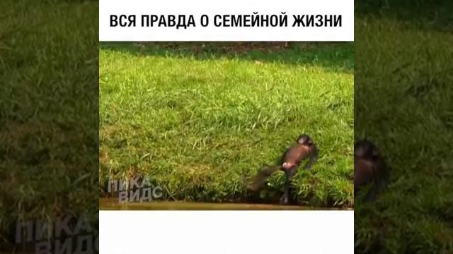 семейная жизнь ребятам на фронт я там уже был и знаю каково это 2202 2003 4591 2586 сбер смотреть онлайн