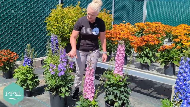 Delphinium Delgenius 2022 Summer Trials at PP&L смотреть онлайн