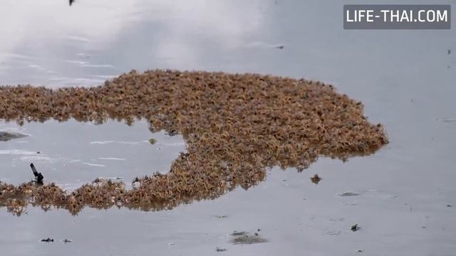 Крабы в нац парке Chao Mai в Транге, Таиланд смотреть онлайн