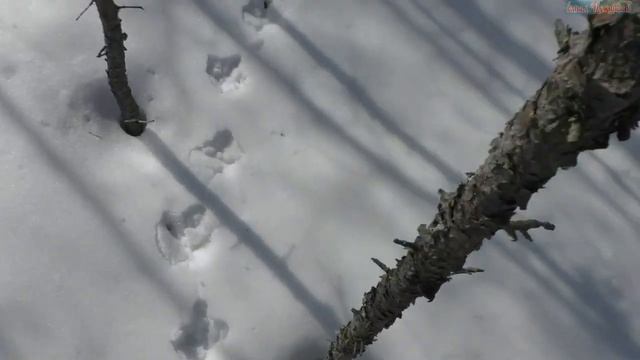 Продолжаю поиск тока глухаря смотреть онлайн