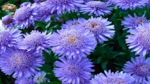 Астра альпийская(Aster alpinus) — выращивание из семян