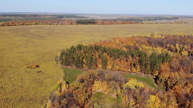 лес, поле, подсолнечник, Самарская область смотреть онлайн