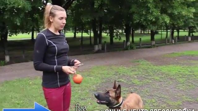 Игра в мяч - полезно? Как играть с собакой? смотреть онлайн