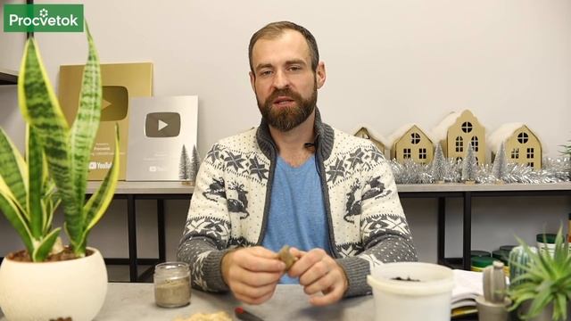 ИМБИРЬ ВОТ КАК ВЫРАСТИТЬ ЕГО ДОМА И НА ОГОРОДЕ Нарастёт столько хватит всем. смотреть онлайн