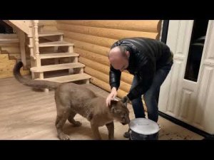 Пума Месси отказался гулять с Машей