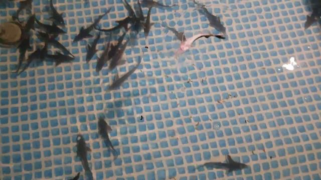 #4 Кормление стерляди живым кормом смотреть онлайн