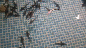 #4 Кормление стерляди живым кормом